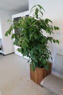 Plante i krukke