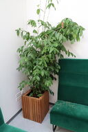 Plante i krukke
