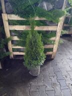 100 stk. Conifers Thuja Smaragd 80-100 cm. 