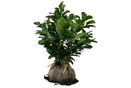 100 stk. Cherry laurel Prunus laurocerasus 'Etna' 40-60 cm. 