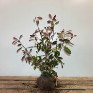 80 stk. Photinia 80-100 cm.