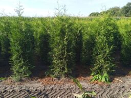 30 stk. Conifers Thuja Brabant 200-225 cm.