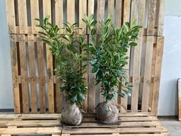 100 stk. Cherry laurel Prunus laurocerasus 'Novita' 80-100 cm. 