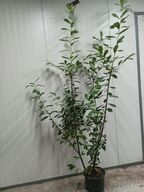 60 stk. Cherry laurel Prunus laurocerasus 'Novita' 175-200 cm. 