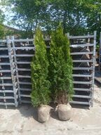30 stk. Conifers Thuja Smaragd 150-175 cm. 