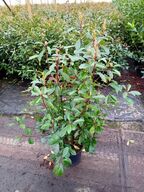 35 stk. Photinia red robin 100-120 cm. 