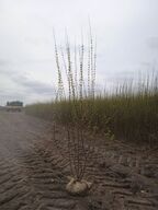 40 stk. Ligustrum 120-140 cm. 