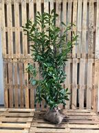 20 stk. Cherry laurel Prunus laurocerasus 'Novita'  175-200 cm. 