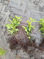 1000 stk. Cherry Laurel Prunus Laucocerasus 'Genolia' 20-30 cm.