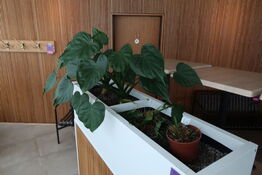 2 stk. plantekasser med 4 planter