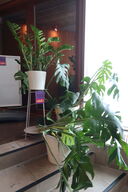 3 stk. stueplanter med krukker & opsats