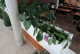 2 stk. plantekasser med 4 planter