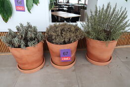 3 stk. Terracotta krukker med krydderurter