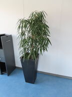 Plante i krukke
