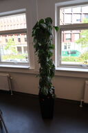 Plante i krukke