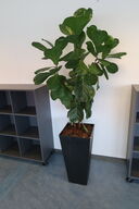 Plante i krukke