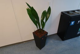 Plante i krukke