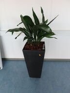 Plante i krukke