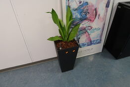 Plante i krukke