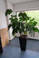 Plante i krukke