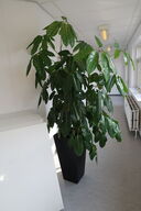 Plante i krukke