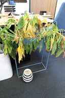 Planteopsats med plante samt vase KÄHLER