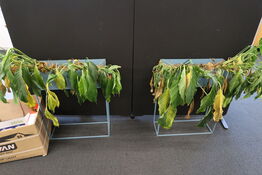 2 stk. planteopsatser med planter