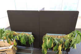 4 stk. afskærmningsvægge