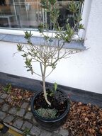 Havemøbler samt plante