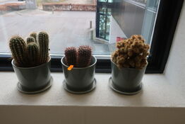 3 stk. kaktusser