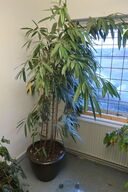 Plante med krukke og krukkevogne 