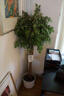 Stueplante