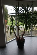 Plante i krukke