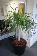 Plante i krukke