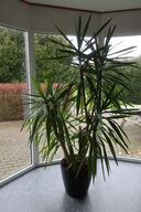 Plante i krukke