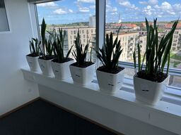 6 planter i krukker