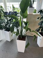 Plante i krukke