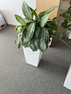 Plante i krukke