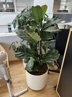 2 planter i krukker