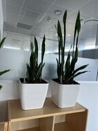 2 planter i krukker