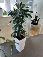 Plante i krukke