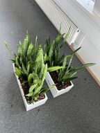 2 planter i krukker