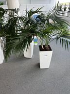 2 planter i krukker