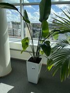 Plante i krukke
