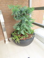 Plante i krukke ø100 cm.