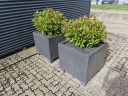 3 stk. udendørs planter i potter