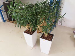 2 stk planter i krukker