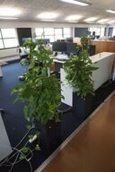 2 stk. planter