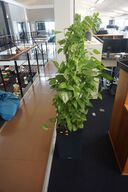 2 stk. planter