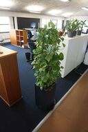 Plante 